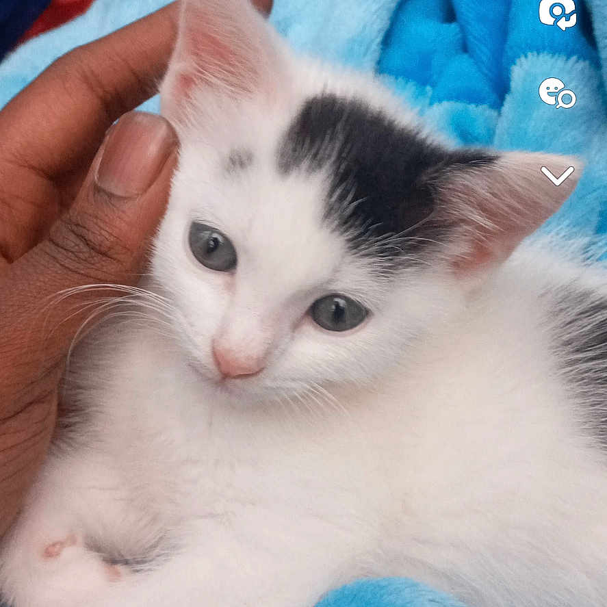 Mimi joined the competition — help win amazing prizes! abyssinian, angora, animal, blanket, bodypart, cat, computerhardware, doctor, electronics, finger, hand, hardware, kitten, manx, monitor, person, pet, screen, siamese, text