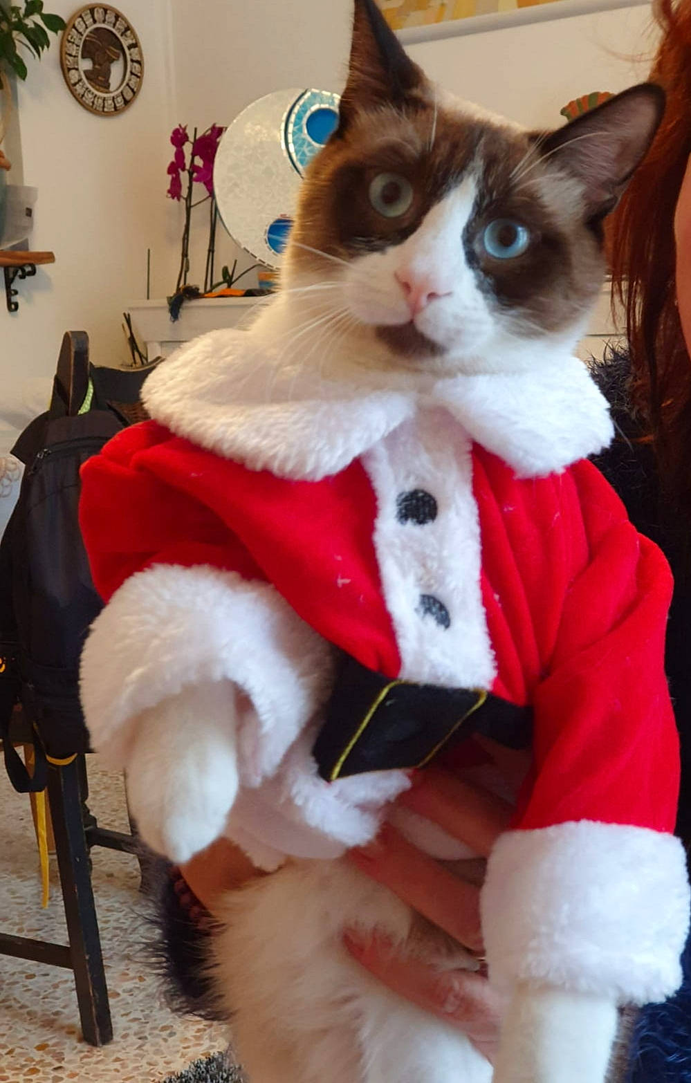 Rasta participe au concours pour gagner de l'argent avec cette photo : cat, christmas_eve, costume_hat, event, fawn, felidae, fictional_character, fur, fur_clothing, hat, holiday, santa_claus, small_to_medium_sized_cats, snout, stuffed_toy, tail, textile, whiskers, white, winter