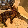 Theo joined the competition — help win amazing prizes! cat, tabby_cat, pet, animal, striped_fur, feline, sitting, lying_down, face, eyes, ears, whiskers, laundry, clothes, dryer, washing_machine, household_appliance, indoor, white_fabric, portrait