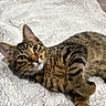 Theo joined the competition — help win amazing prizes! cat, tabby_cat, feline, pet, animal, lying_down, relaxed, sleepy, green_eyes, whiskers, striped_fur, brown_fur, white_blanket, fluffy_blanket, indoor, wooden_floor, cozy, close_up, portrait, cute