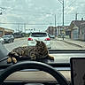 cat, tabby_cat, animal, pet, dashboard, car, vehicle, driving, street, urban, city, traffic, windshield, steering_wheel, navigation_screen, power_lines, road, outdoors, daylight, relaxed
