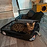 cat, tabby, pet, animal, suitcase, luggage, travel, packing, indoors, room, wood_floor, staircase, cabinet, furniture, cat_face, whiskers, striped_fur, resting, relaxed, home