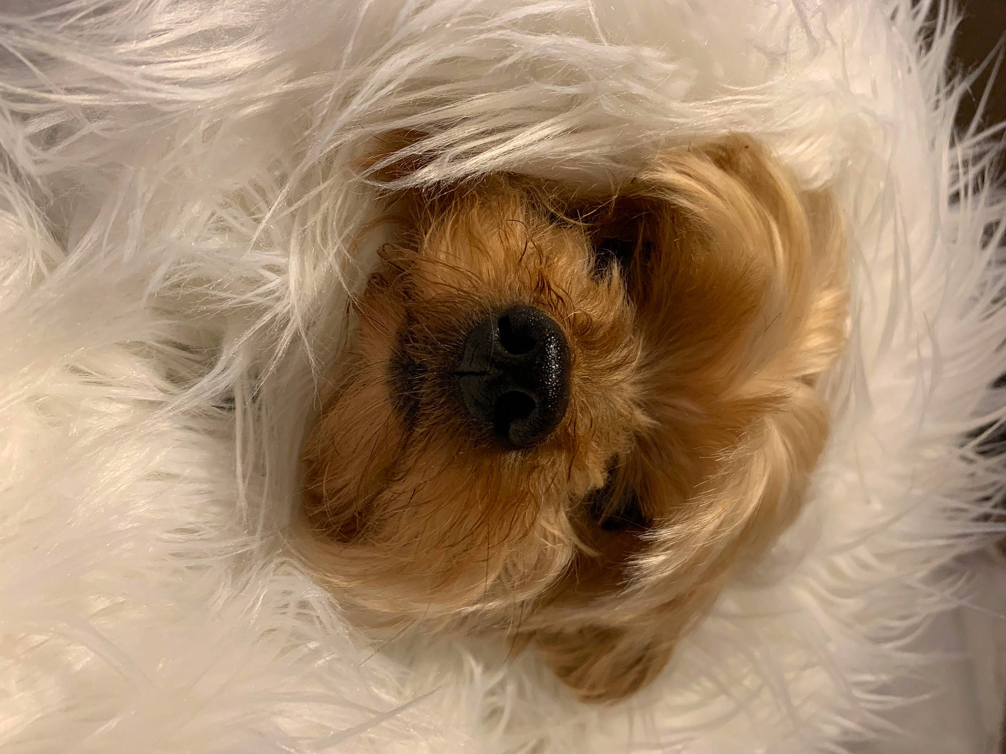 Buddy joined the competition — help win amazing prizes! biewer_terrier, canidae, carnivore, cockapoo, companion_dog, dog, dog_breed, dog_supply, fur, maltepoo, non_sporting_group, poodle_crossbreed, puppy_love, small_terrier, snout, sporting_group, terrier, toy_dog, whiskers, working_animal