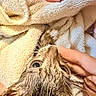 Hazel joined the competition — help win amazing prizes! cat, feline, pet, animal, wet_fur, whiskers, eyes, ears, nose, face, close_up, blanket, towel, cozy, indoors, hand, finger, playful, surprised, portrait
