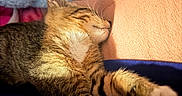 Hazel joined the competition — help win amazing prizes! cat, tabby, sleeping, napping, cozy, bed, blanket, pillow, indoors, relaxed, cute, pet, fur, whiskers, closed_eyes, stretched_paw, orange_pillow, blue_bedding, soft_texture, domestic_animal