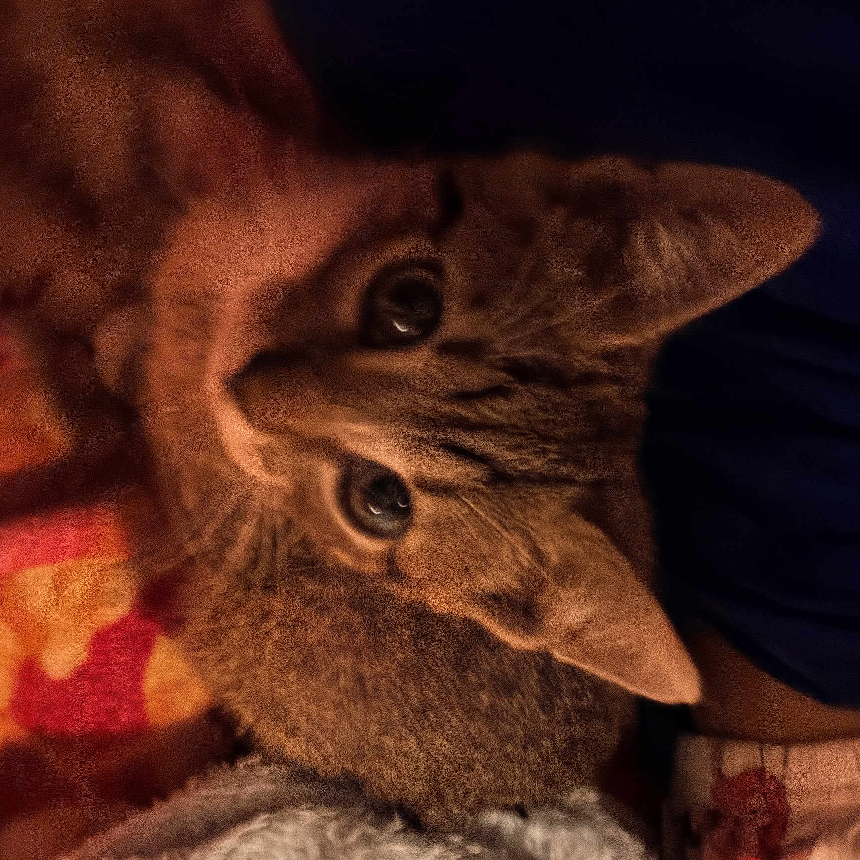 Hazel
