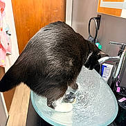Slyvester joined the competition — help win amazing prizes! cat, tuxedo_cat, black_and_white, feline, animal, bathroom, sink, faucet, countertop, glass, toiletries, mirror, wooden_door, towel, indoor, standing, side_view, whiskers, pet, plumbing_inspection