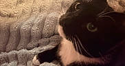 Slyvester joined the competition — help win amazing prizes! cat, tuxedo_cat, black_and_white, pet, animal, feline, whiskers, ears, eyes, paws, fur, blanket, cozy, indoors, home, relaxing, lounging, close_up, warm_lighting, portrait