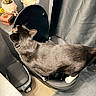 cat, siamese_cat, pet, animal, standing, office_chair, chair, indoor, houseplant, potted_plant, curtain, home, interior, fur, whiskers, tail, paws, black_and_brown, cozy, funny_pose