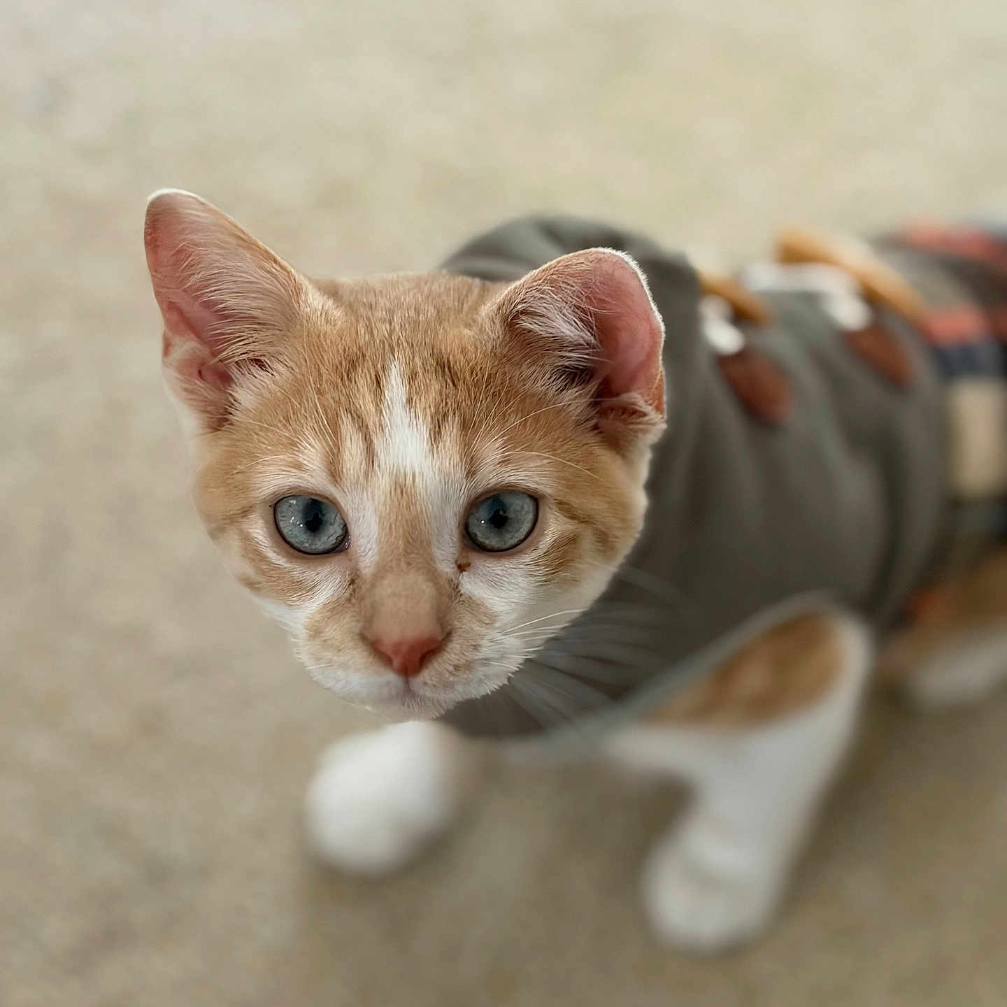 Tofu