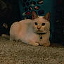 cat, white_cat, pet, indoor, carpet, laundry_basket, clothes, collar, animal, resting, feline, cute, domestic, floor, quiet, home, relaxed, fur, ears, eyes