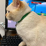 Aspen joined the competition — help win amazing prizes! cat, cream_colored_cat, green_collar, desk, computer_monitor, keyboard, gaming_controller, blanket, indoor, pet, side_view, feline, home_office, technology, curious_cat, domestic_animal, electronics, computer, screen, wooden_surface