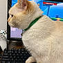 cat, cream_colored_cat, green_collar, desk, computer_monitor, keyboard, gaming_controller, blanket, indoor, pet, side_view, feline, home_office, technology, curious_cat, domestic_animal, electronics, computer, screen, wooden_surface
