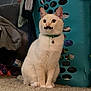 cat, animal, indoor, laundry_basket, clothes, carpet, furniture, mustache_sticker, pet, cream_colored, sitting, collar, bell, curtains, cozy, household, playful, domestic_animal, cute, fur