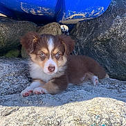Tia participe au concours pour gagner de l'argent avec cette photo : puppy, dog, blue_eyes, brown_fur, white_fur, rock, outdoor, sunlight, animal, pet, cute, young_dog, fur, paw, nature, resting, curious, small_animal, closeup, adorable