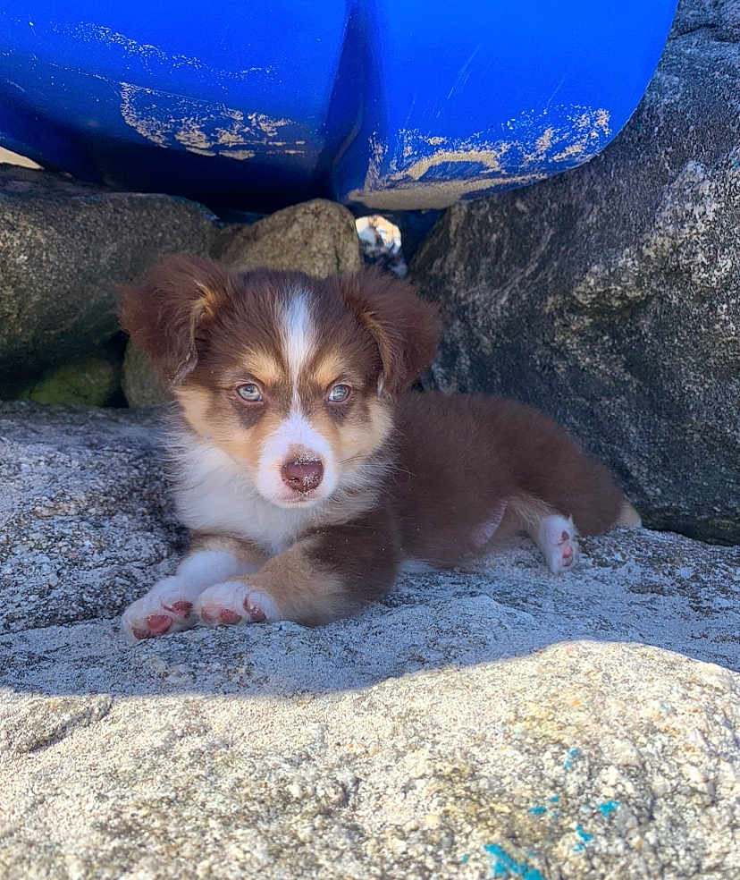 Tia participe au concours pour gagner de l'argent avec cette photo : puppy, dog, blue_eyes, brown_fur, white_fur, rock, outdoor, sunlight, animal, pet, cute, young_dog, fur, paw, nature, resting, curious, small_animal, closeup, adorable