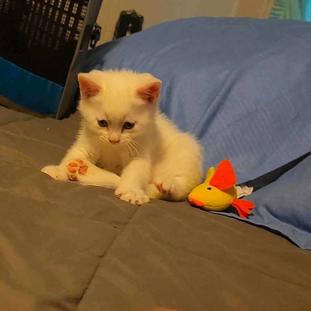 Jax is registered to the contest to win money with this photo: abyssinian, accessories, angora, animal, bed, bedroom, bird, blanket, cat, couch, cushion, furniture, homedecor, indoors, kitten, manx, pet, room, siamese, strap