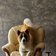 Ubie participe au concours pour gagner de l'argent avec cette photo : dog, akita, armchair, leather, wood, indoor, pet, furniture, tail, floor, wall, scratching_post, toy, curled_tail, brown, white, relaxed, looking_at_camera, cozy, home
