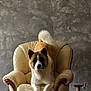 akita, armchair, brown, cozy, curled_tail, dog, floor, furniture, home, indoor, leather, looking_at_camera, pet, relaxed, scratching_post, tail, toy, wall, white, wood