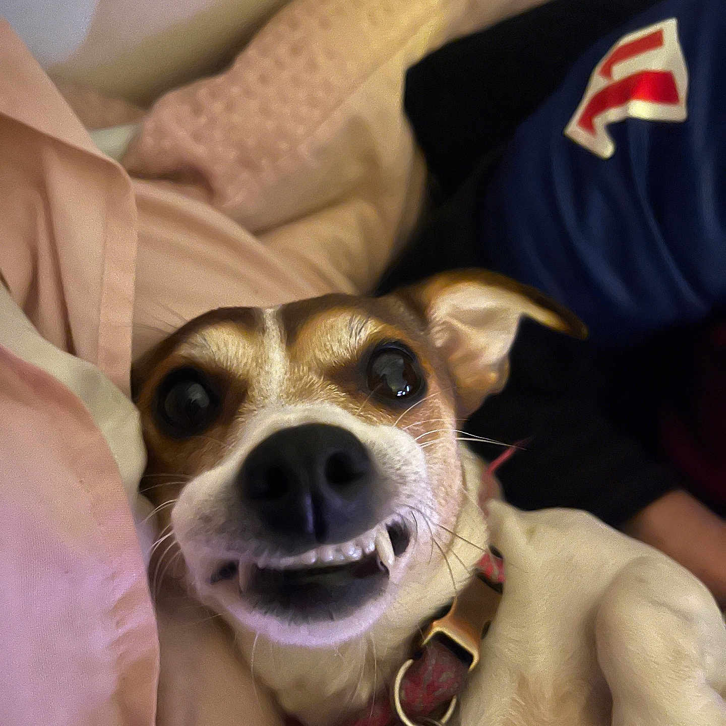 Peaches joined the competition — help win amazing prizes! accessories, animal, baby, beagle, blanket, bodypart, canine, chihuahua, cockerspaniel, couch, dog, furniture, hound, mouth, person, pet, pointer, puppy, snout, strap