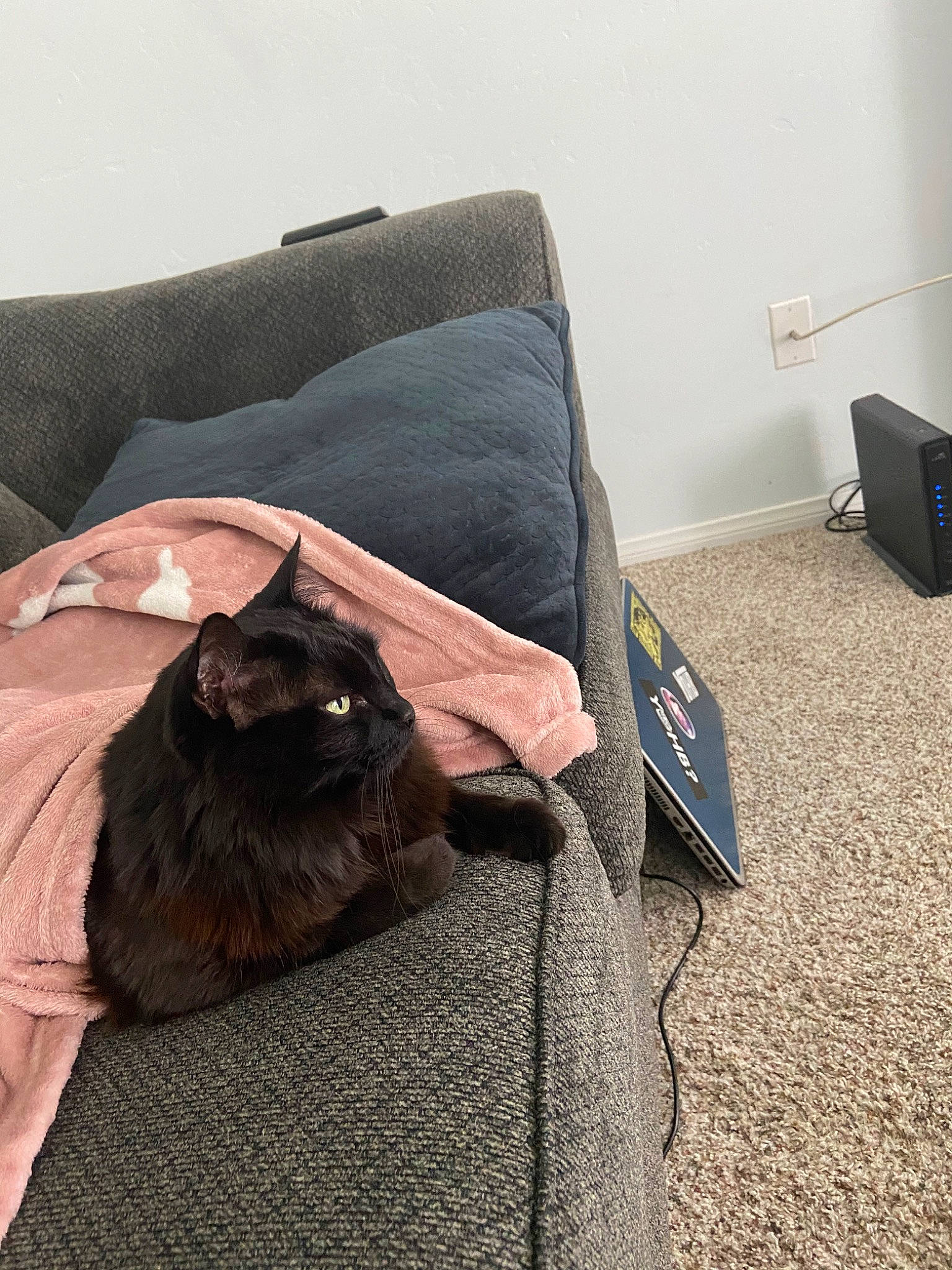 Hershey is registered to the contest to win money with this photo: black_cat, carnivore, cat, chartreux, comfort, domestic_short_haired_cat, felidae, floor, flooring, fur, furniture, korat, linens, nebelung, room, small_to_medium_sized_cats, tail, whiskers