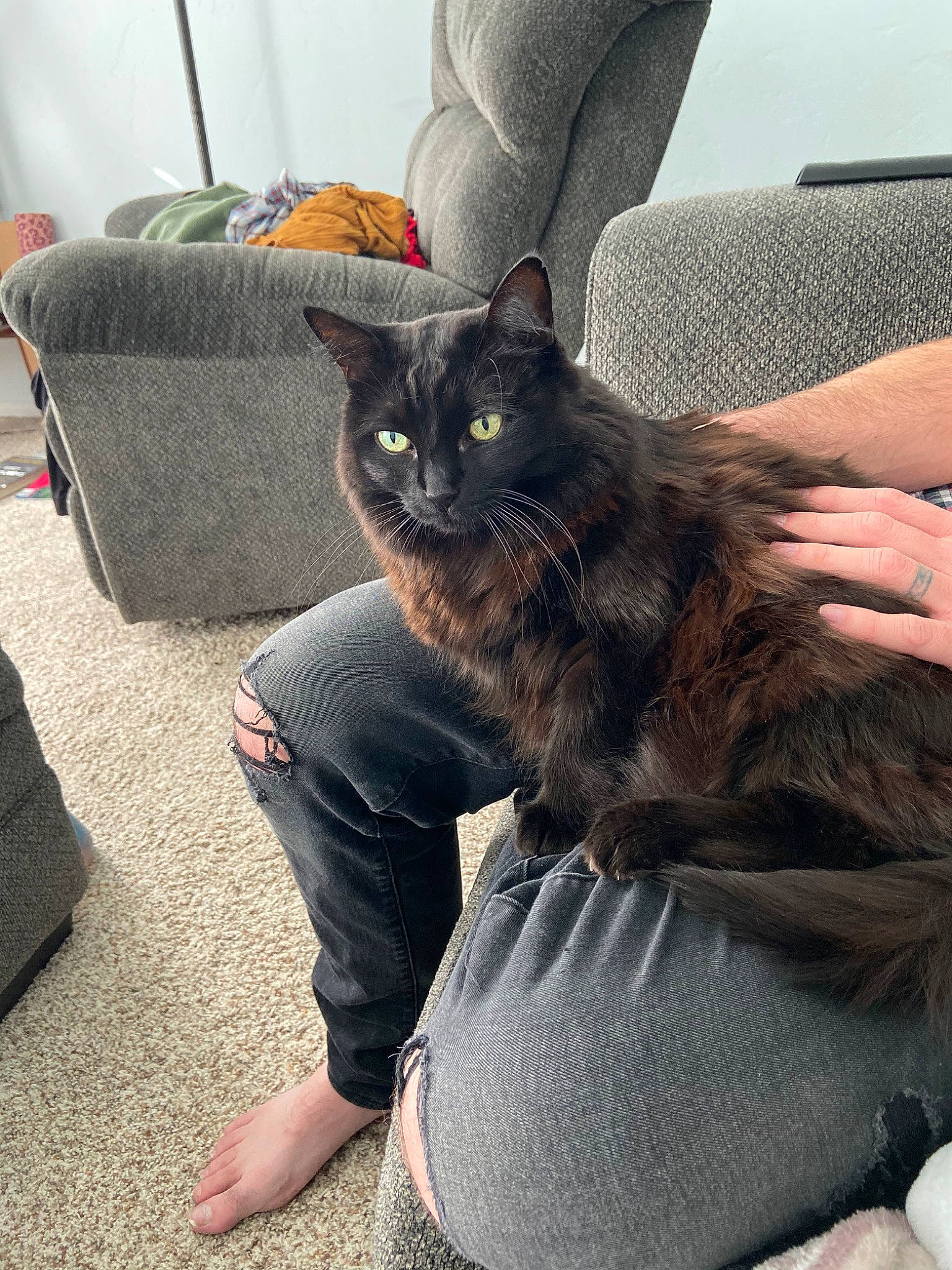 Hershey joined the competition — help win amazing prizes! asian, black_cat, carnivore, cat, chair, claw, comfort, domestic_long_haired_cat, domestic_short_haired_cat, felidae, fur, human_leg, kitten, lap, leg, long_hair, maine_coon, sitting, small_to_medium_sized_cats, whiskers