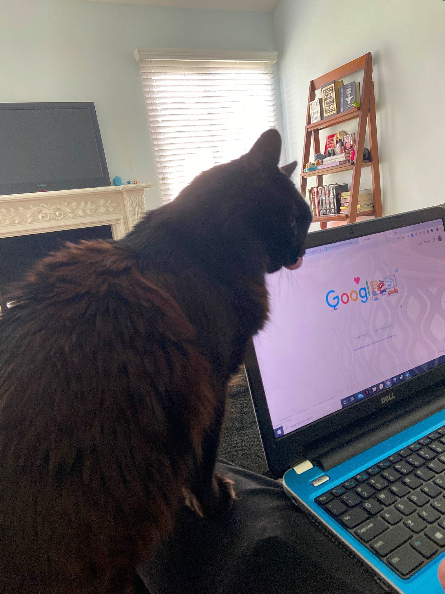Hershey joined the competition — help win amazing prizes! black_cat, carnivore, cat, computer, computer_keyboard, computer_monitor, desk, display_device, domestic_short_haired_cat, electronic_device, felidae, flat_panel_display, gadget, laptop, nebelung, personal_computer, russian_blue, small_to_medium_sized_cats, technology, whiskers