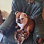 bulldog, dog, pet, animal, chair, leather_chair, blanket, brown, white, indoor, fur, snout, ears, paw_print, cozy, resting, cute, expression, furniture, home