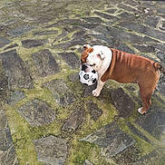 Simon a rejoint le concours — aidez-le/la à gagner de superbes lots ! bulldog, dog, soccer_ball, pet, outdoor, stone_patio, moss, animal, playful, brown_and_white, canine, mouth_holding, quiet, daylight, backyard, pet_play, ground, wall, bowl, fun