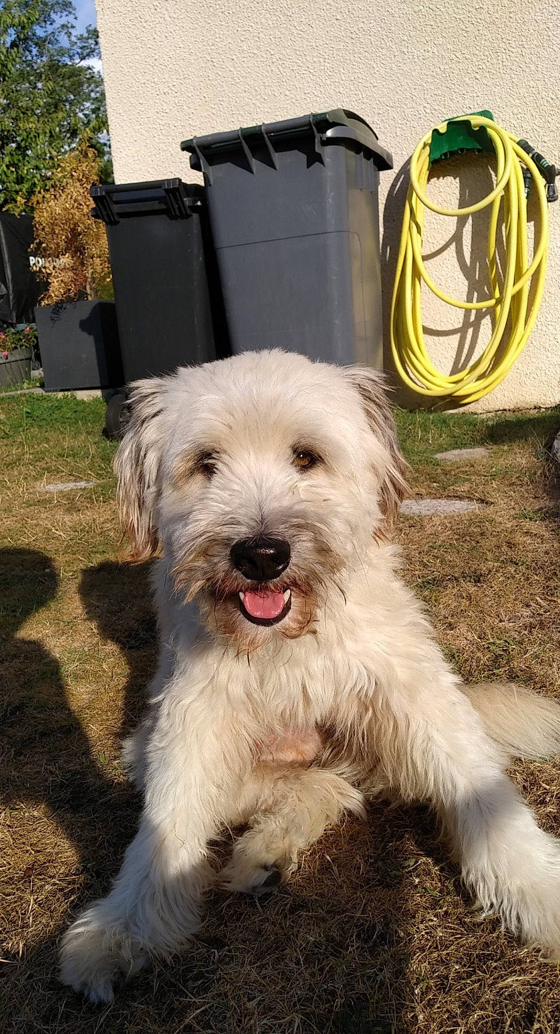 Lenny a rejoint le concours — aidez-le/la à gagner de superbes lots ! canidae, carnivore, companion_dog, dog, dog_breed, dog_collar, fur, gas, grass, maltepoo, non_sporting_group, plant, small_terrier, terrier, toy_dog, tree, working_animal, working_dog, yorkipoo