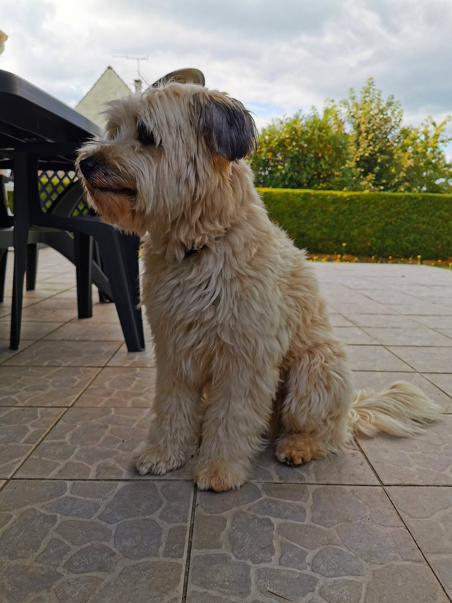 Lenny a rejoint le concours — aidez-le/la à gagner de superbes lots ! canidae, carnivore, cloud, companion_dog, dog, dog_breed, flooring, fur, plant, road_surface, sky, small_terrier, snout, sporting_group, tail, terrestrial_animal, terrier, tree, working_animal