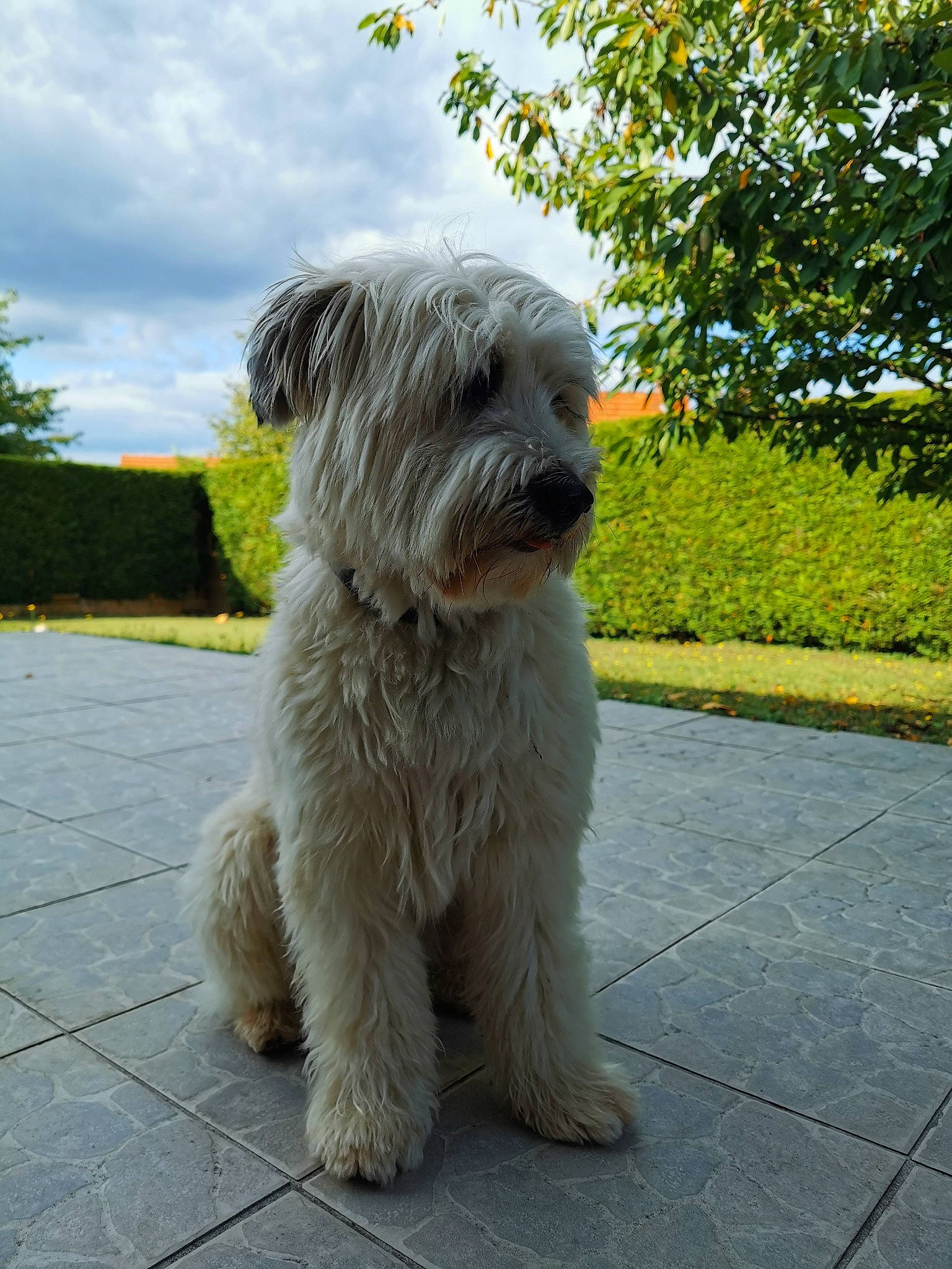 Lenny participe au concours pour gagner de l'argent avec cette photo : canidae, carnivore, cloud, companion_dog, dog, dog_breed, fur, grass, non_sporting_group, plant, road_surface, sky, small_terrier, snout, sporting_group, tail, terrier, toy_dog, tree, working_animal