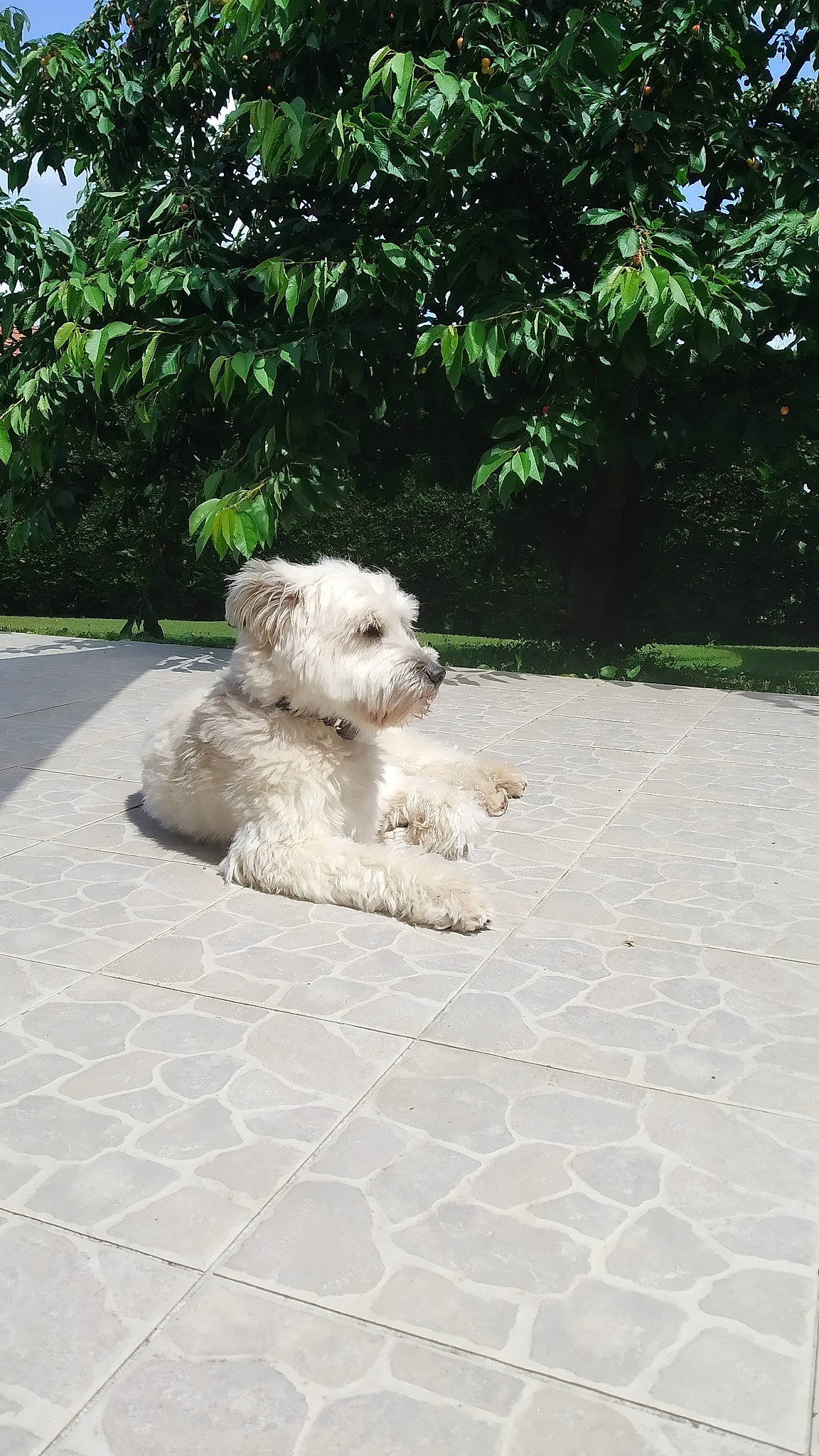 Lenny a rejoint le concours — aidez-le/la à gagner de superbes lots ! asphalt, canidae, carnivore, companion_dog, dog, dog_breed, fawn, flooring, grass, plant, poodle, road_surface, shrub, sidewalk, small_terrier, snout, terrier, toy_dog, tree, water_dog