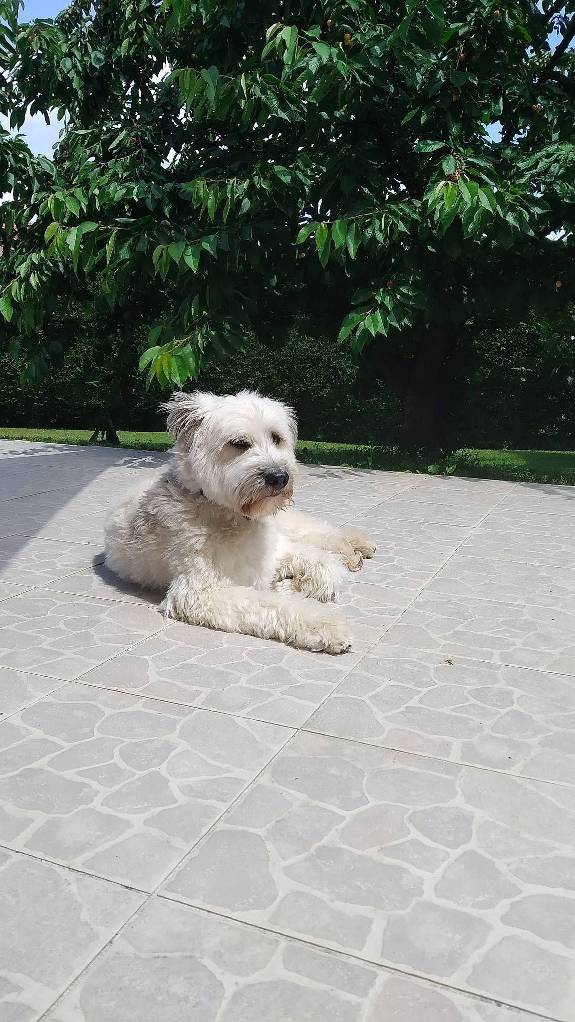 Lenny a rejoint le concours — aidez-le/la à gagner de superbes lots ! canidae, carnivore, companion_dog, dog, dog_breed, fawn, flagstone, flooring, maltepoo, non_sporting_group, plant, road_surface, sidewalk, small_terrier, sporting_group, terrier, toy_dog, tree, water_dog, working_animal