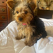 Bella is registered to the contest to win money with this photo: dog, puppy, yorkshire_terrier, pet, fur, collar, bed, comforter, indoor, furniture, lamp, dresser, photo_frame, curious, small_dog, cute, animal, domestic, cozy, home