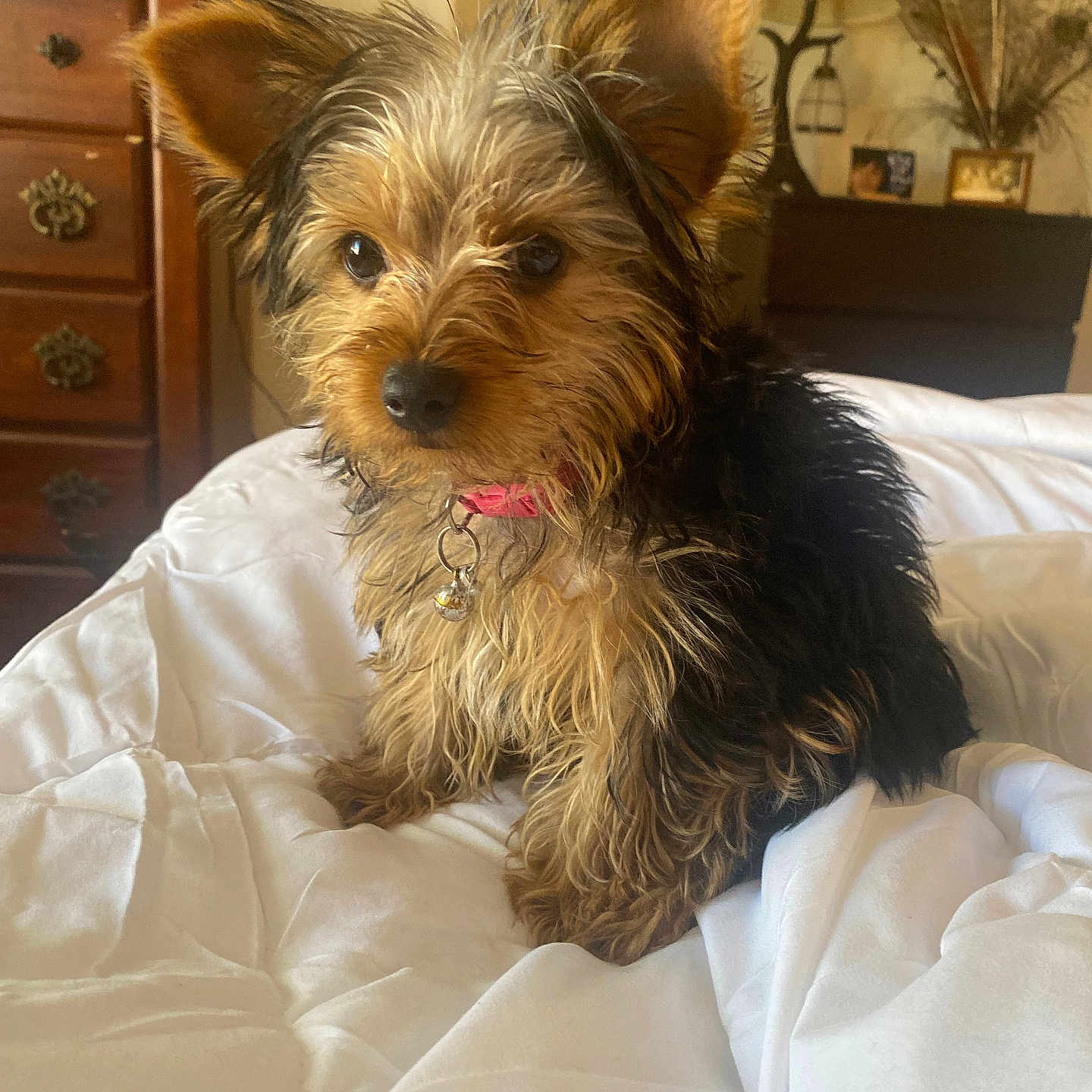 Bella is registered to the contest to win money with this photo: dog, puppy, yorkshire_terrier, pet, fur, collar, bed, comforter, indoor, furniture, lamp, dresser, photo_frame, curious, small_dog, cute, animal, domestic, cozy, home