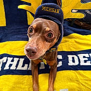 Patty Red is registered to the contest to win money with this photo: animal, antlers, blanket, blue_blanket, blue_hat, brown_dog, close_up, curious, cute, dog, hat, indoor, michigan, pet, portrait, sitting, small_dog, text, yellow_antlers, yellow_blanket