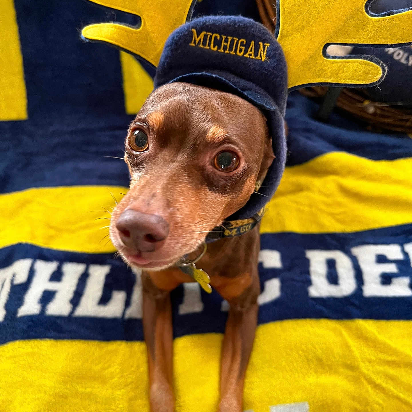 Patty Red is registered to the contest to win money with this photo: animal, antlers, blanket, blue_blanket, blue_hat, brown_dog, close_up, curious, cute, dog, hat, indoor, michigan, pet, portrait, sitting, small_dog, text, yellow_antlers, yellow_blanket