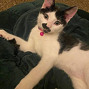 Joonie joined the competition — help win amazing prizes! kitten, cat, black_and_white, pet, collar, pink_bell, indoor, cushion, carpet, feline, curious, young_cat, whiskers, ears, paw, fur, animal, cute, alert, relaxed