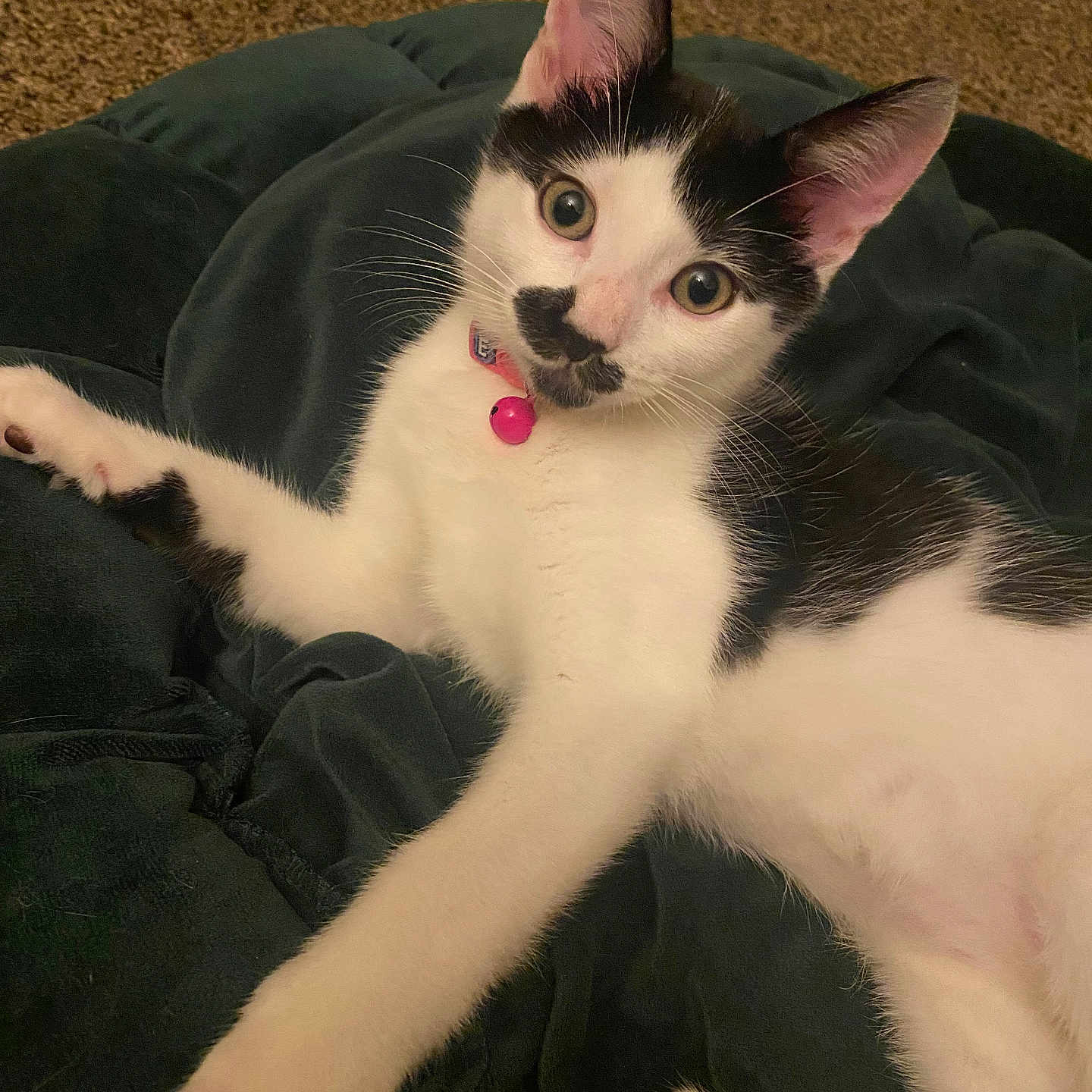 Joonie joined the competition — help win amazing prizes! alert, animal, black_and_white, carpet, cat, collar, curious, cushion, cute, ears, feline, fur, indoor, kitten, paw, pet, pink_bell, relaxed, whiskers, young_cat