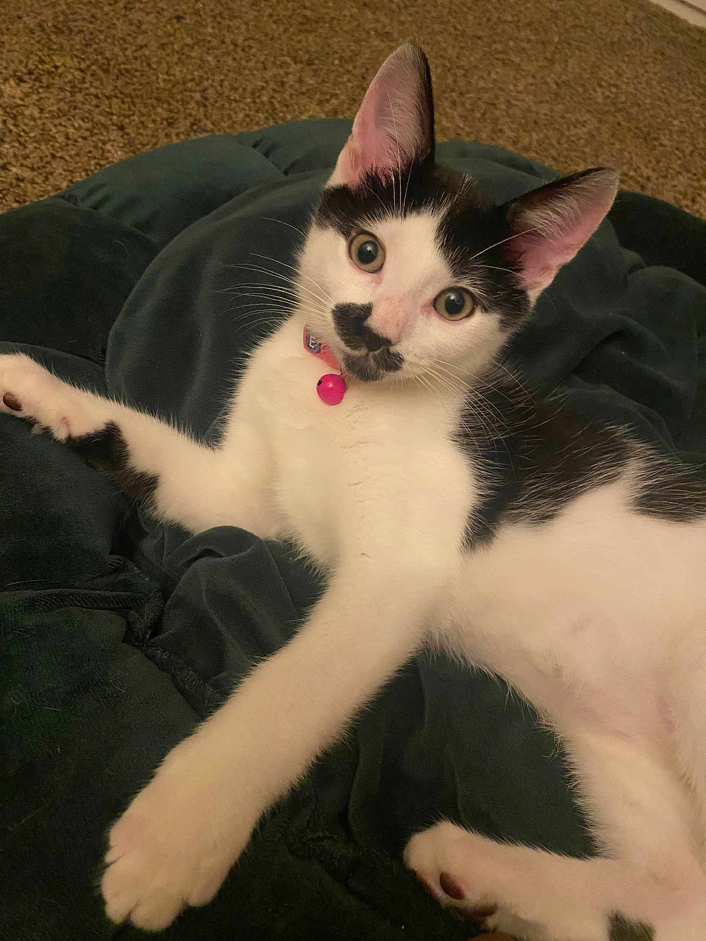 Joonie joined the competition — help win amazing prizes! kitten, cat, black_and_white, pet, collar, pink_bell, indoor, cushion, carpet, feline, curious, young_cat, whiskers, ears, paw, fur, animal, cute, alert, relaxed