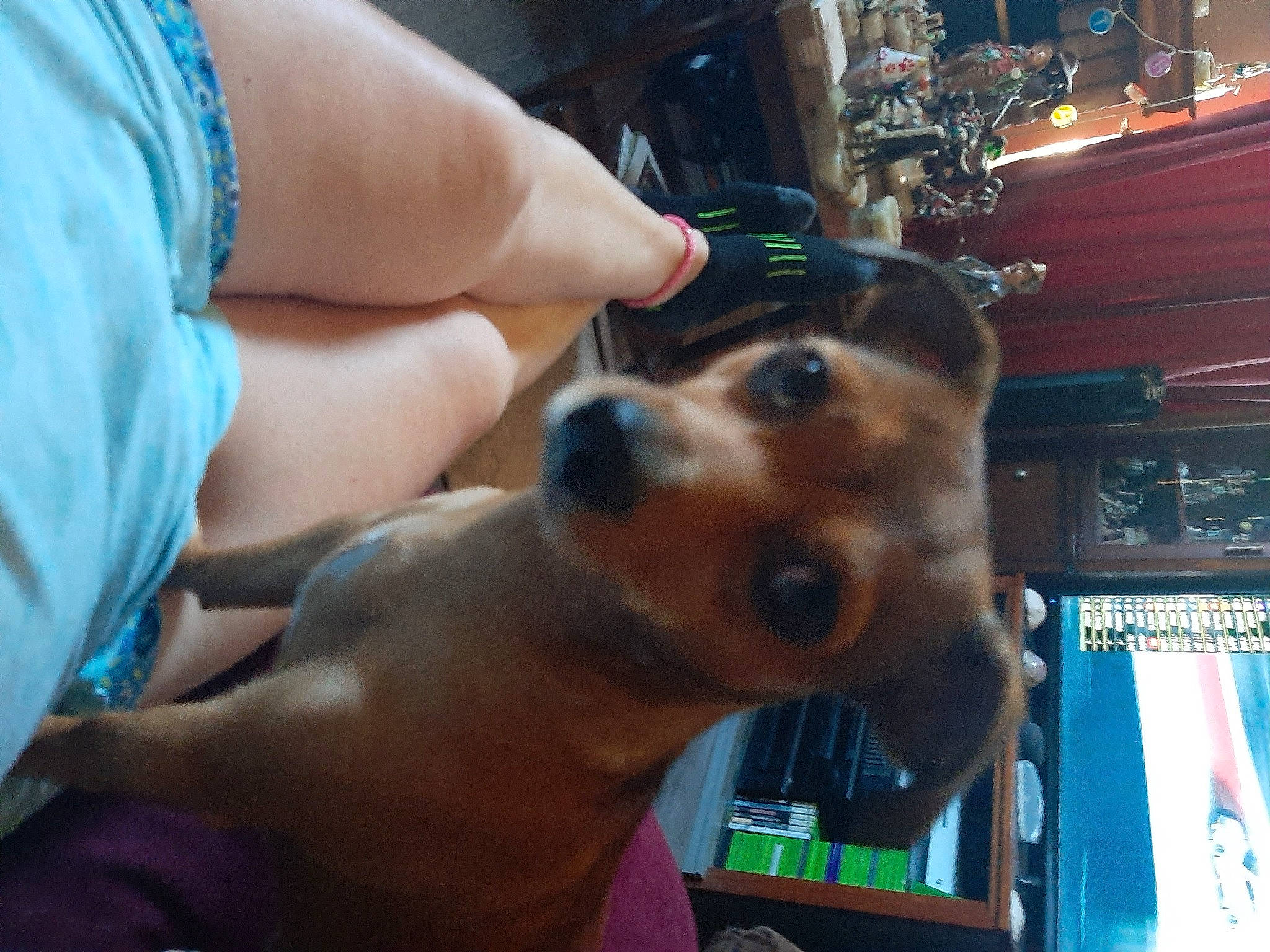 Tink joined the competition — help win amazing prizes! beer, canidae, carnivore, collar, companion_dog, dog, dog_breed, dog_collar, ear, fawn, fun, guard_dog, human_leg, nail, snout, sporting_group, toy_dog, working_animal, working_dog, wrist