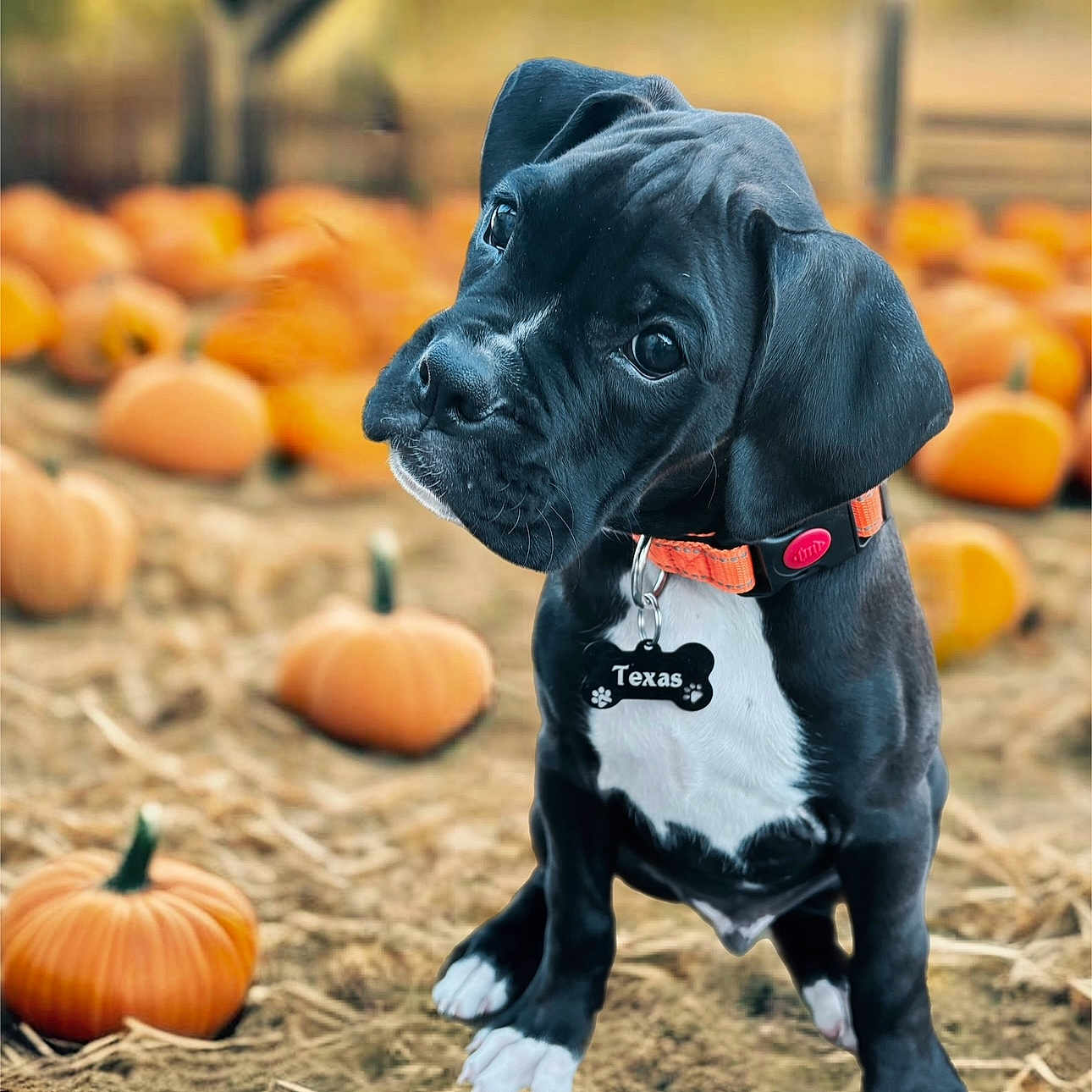 Texas joined the competition — help win amazing prizes! animal, boxer, bulldog, canine, dog, egg, face, food, frenchbulldog, head, person, pet, photography, plant, portrait, produce, pumpkin, puppy, squash, vegetable