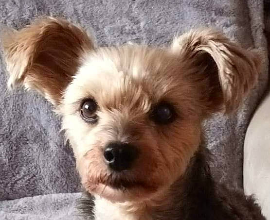 Pupuce a rejoint le concours — aidez-le/la à gagner de superbes lots ! canidae, carnivore, companion_dog, dog, dog_breed, dog_supply, ear, eye, fawn, fur, hair, head, liver, small_terrier, snout, sporting_group, terrier, toy_dog, whiskers, working_animal