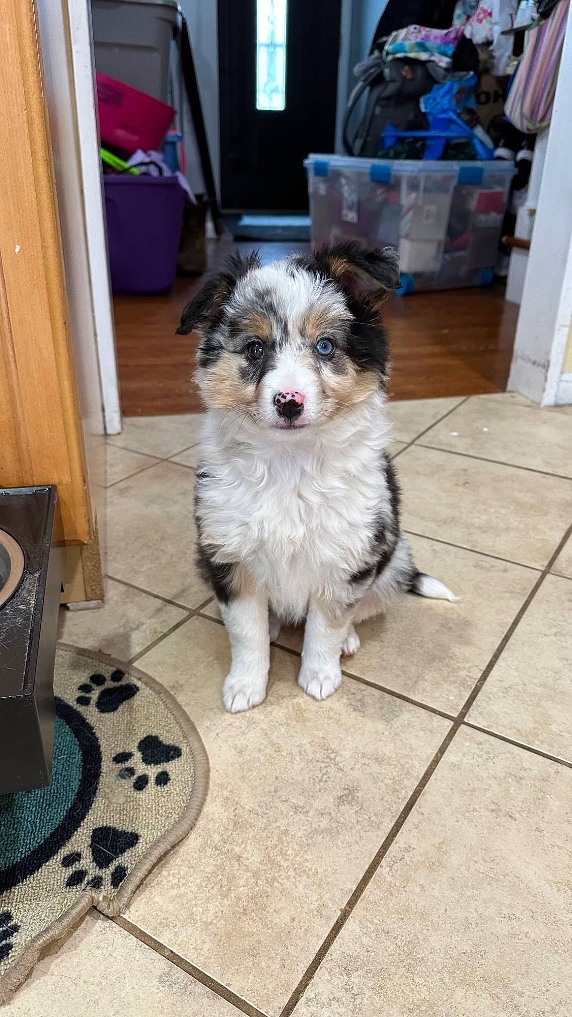 Belle joined the competition — help win amazing prizes! canidae, carnivore, companion_dog, dog, dog_breed, dog_supply, door, floor, flooring, fur, hardwood, non_sporting_group, sporting_group, tail, toy_dog, wood, working_animal, working_dog