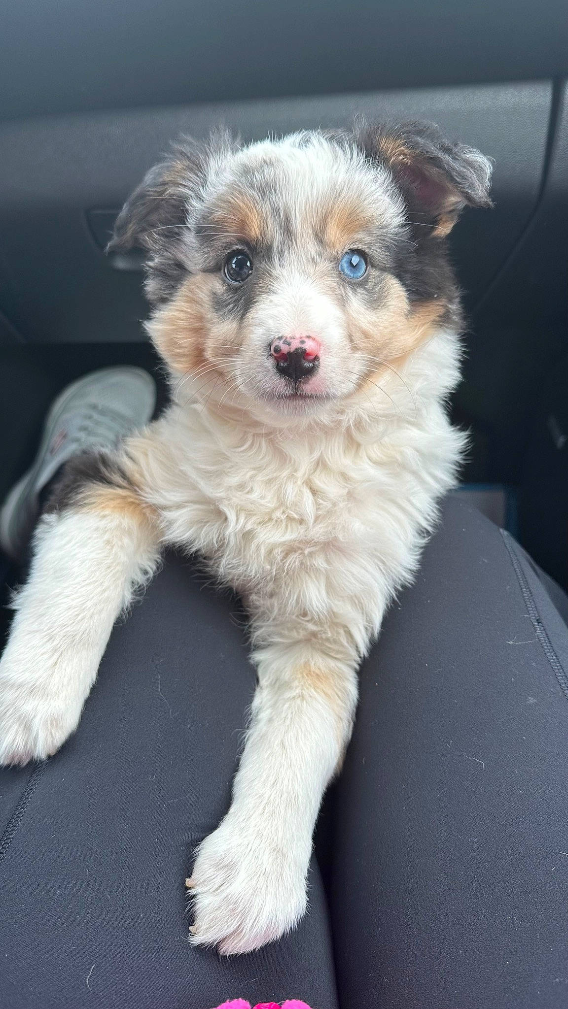 Belle joined the competition — help win amazing prizes! canidae, carnivore, companion_dog, dog, dog_breed, dog_supply, fawn, fur, small_terrier, snout, sporting_group, terrestrial_animal, terrier, toy_dog, whiskers, working_dog