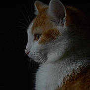 Winny a rejoint le concours — aidez-le/la à gagner de superbes lots ! cat, animal, pet, ginger_cat, white_fur, side_profile, whiskers, close_up, dark_background, soft_light, feline, portrait, domestic_cat, mammal, quiet, still_life, indoor, cute, calm, fur