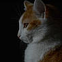 cat, animal, pet, ginger_cat, white_fur, side_profile, whiskers, close_up, dark_background, soft_light, feline, portrait, domestic_cat, mammal, quiet, still_life, indoor, cute, calm, fur