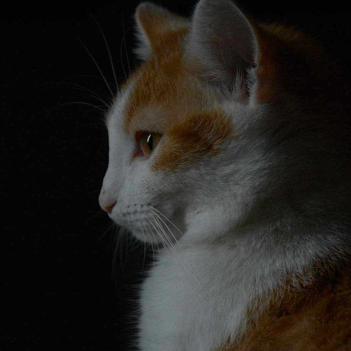Winny a rejoint le concours — aidez-le/la à gagner de superbes lots ! animal, calm, cat, close_up, cute, dark_background, domestic_cat, feline, fur, ginger_cat, indoor, mammal, pet, portrait, quiet, side_profile, soft_light, still_life, whiskers, white_fur