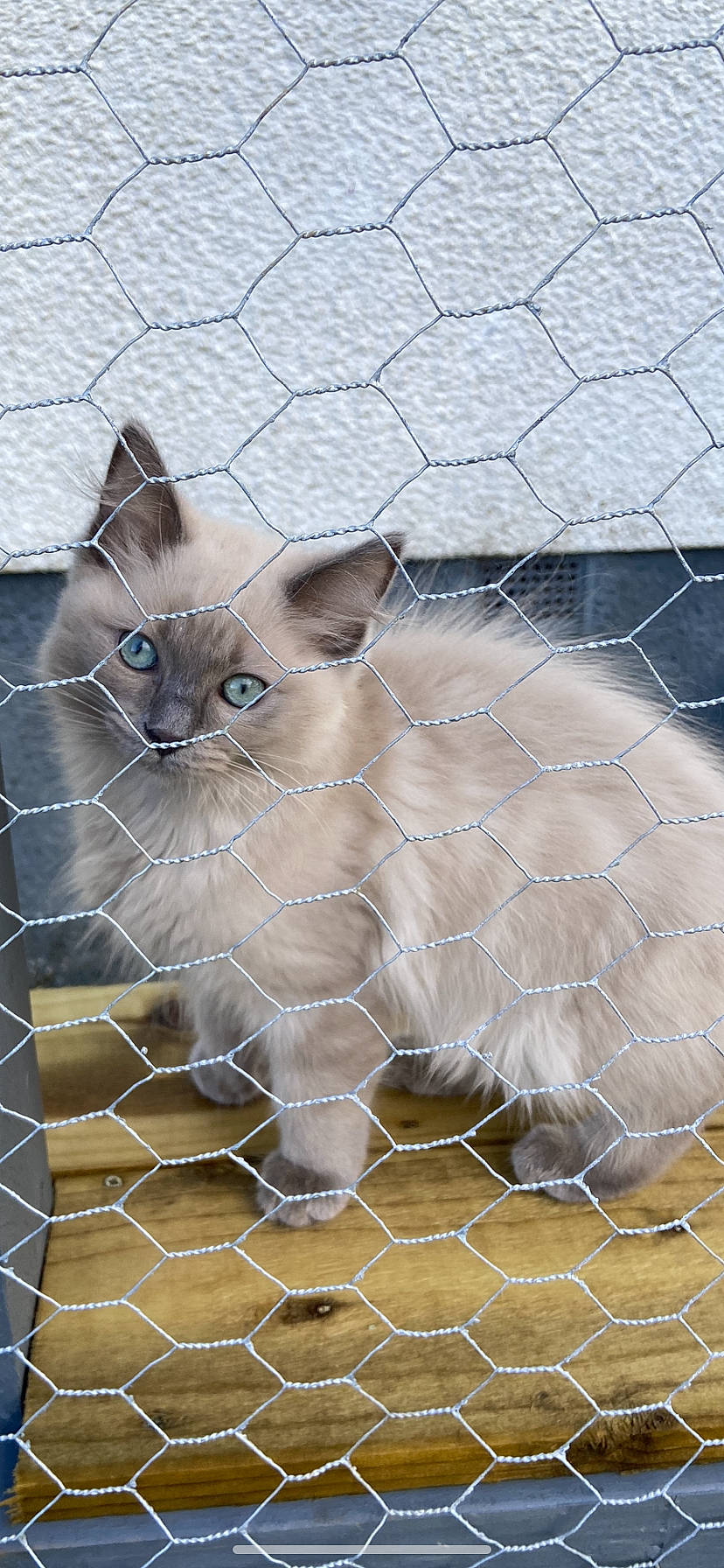 Frankie joined the competition — help win amazing prizes! animal_shelter, balinese, birman, carnivore, cat, fawn, felidae, fence, fur, iris, mesh, ragdoll, small_to_medium_sized_cats, snout, terrestrial_animal, whiskers, wildlife, window, wire_fencing, working_animal